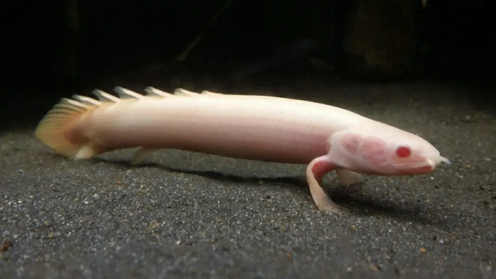 Imagem do Polypterus